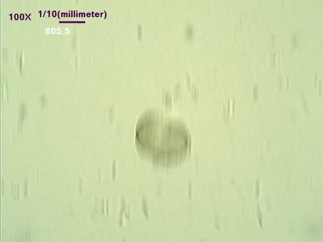 protozoa-sd